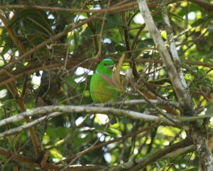 Blue-crowned Chlorophonia
