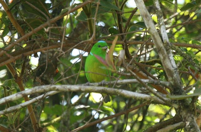 Blue-crowned Chlorophonia