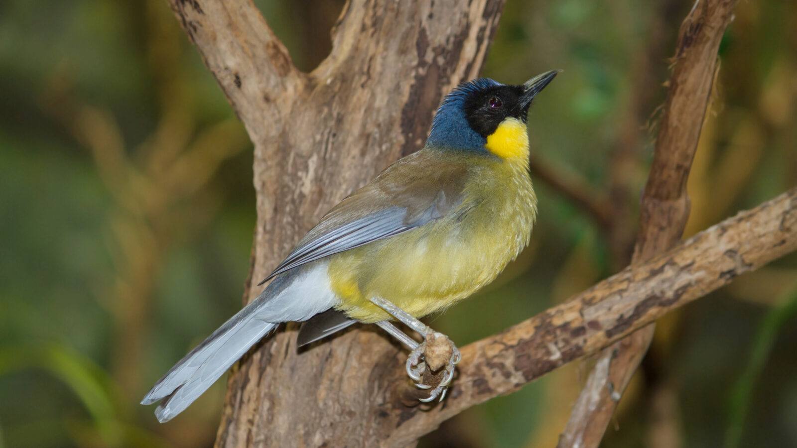 Blue-crowned Laughingthrush