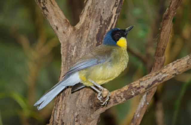 Blue-crowned Laughingthrush