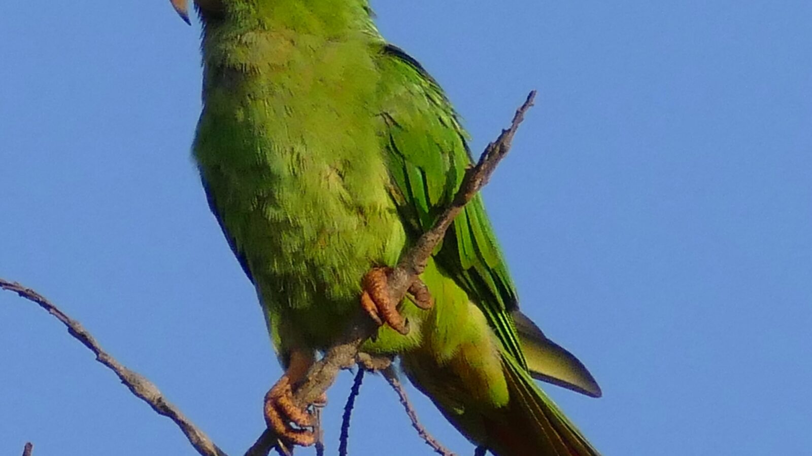 Blue-crowned Parakeet