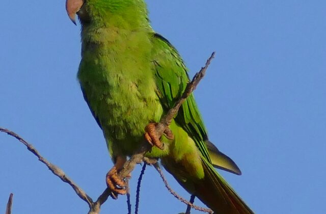 Blue-crowned Parakeet