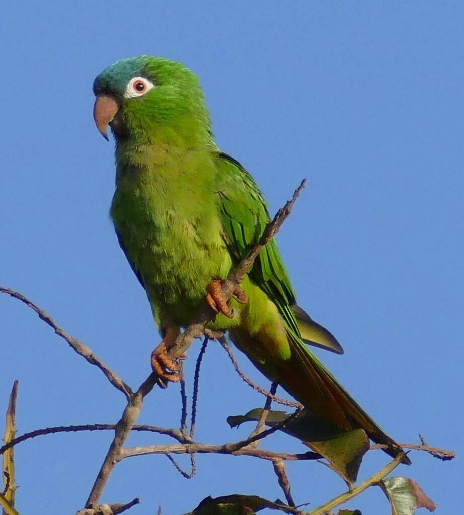 Blue-crowned Parakeet