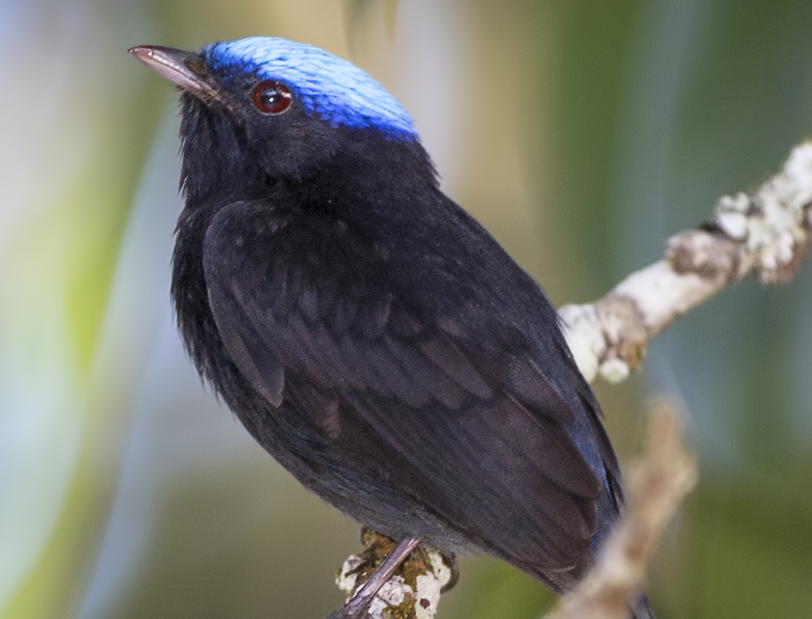 Blue-capped Manakin
