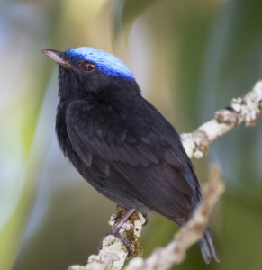 Blue-capped Manakin