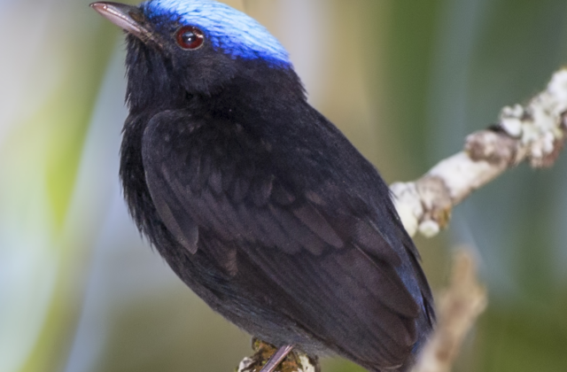 Blue-capped Manakin