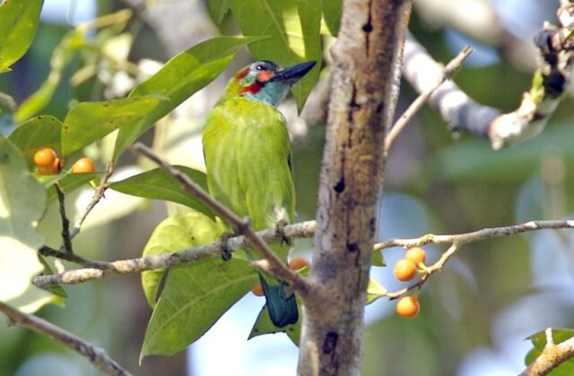 Black-eared Barbet