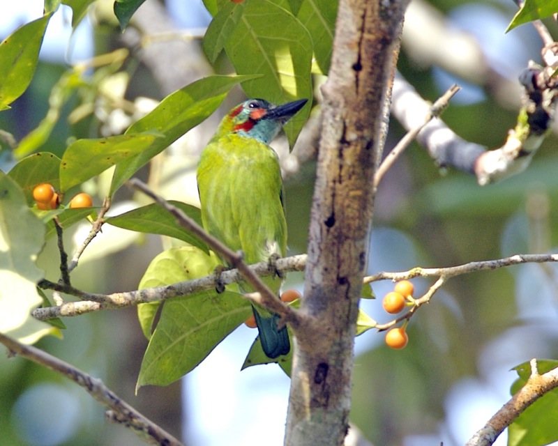 Black-eared Barbet