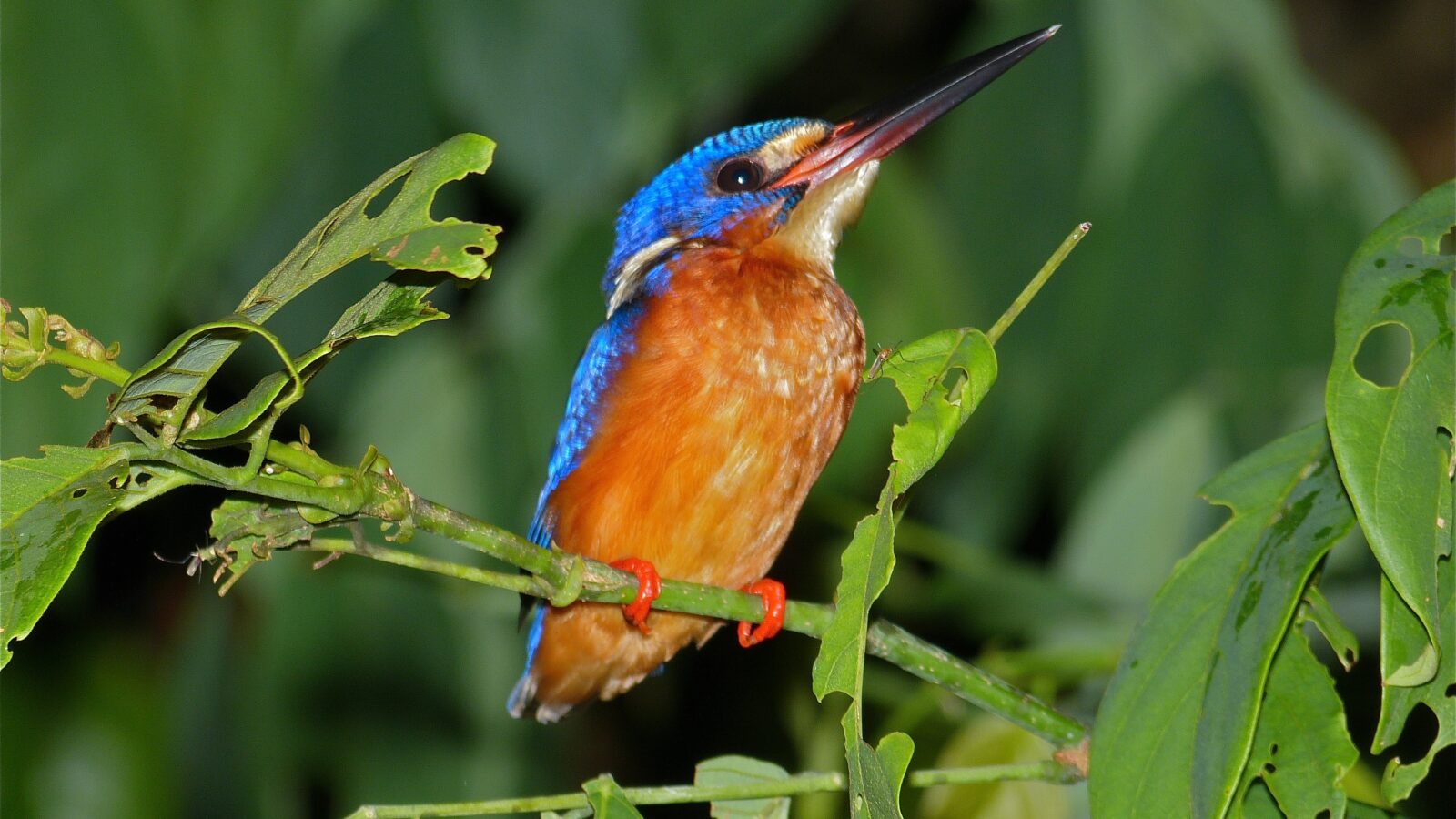 Blue-eared Kingfisher
