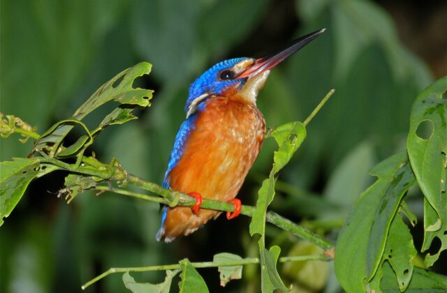 Blue-eared Kingfisher