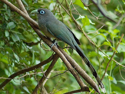 Blue-faced Malkoha