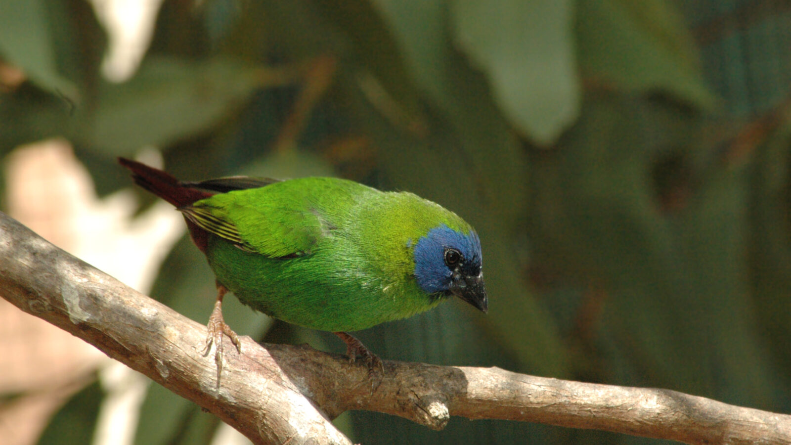 Blue-faced Parrotfinch