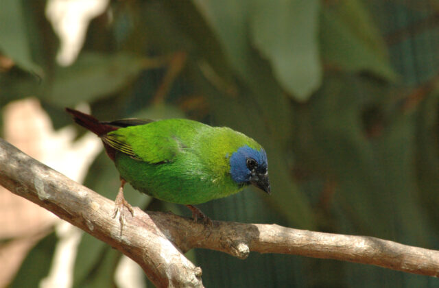 Blue-faced Parrotfinch
