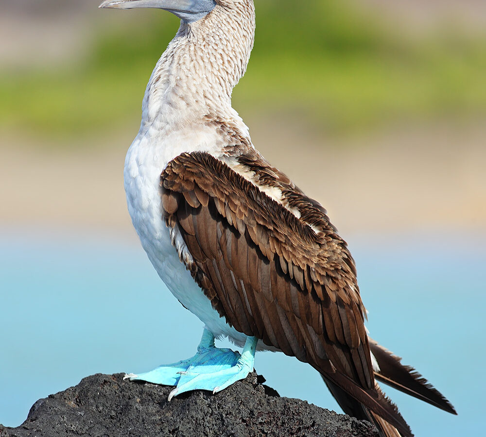 Blue-footed Booby