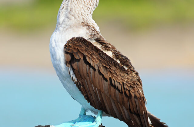 Blue-footed Booby
