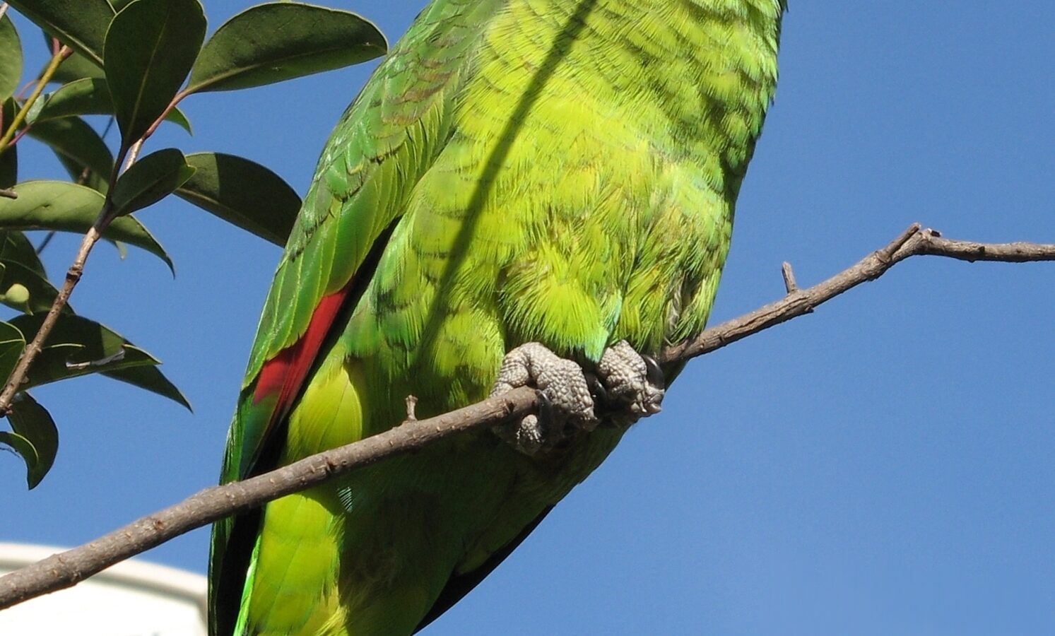 Turquoise-fronted Amazon