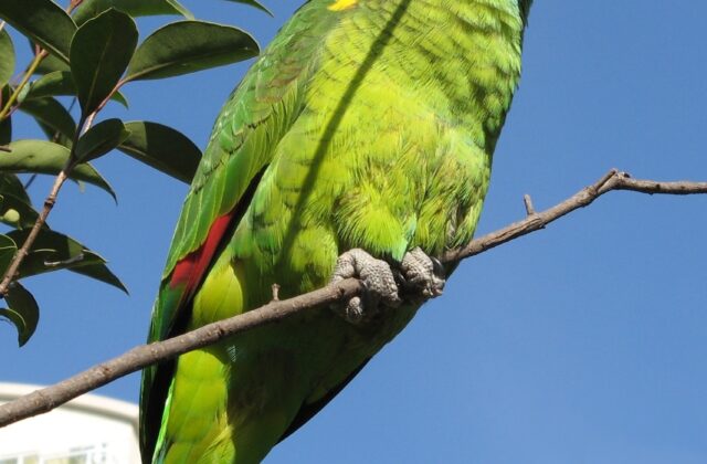 Turquoise-fronted Amazon