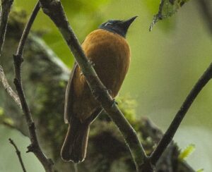 Blue-fronted Blue Flycatcher