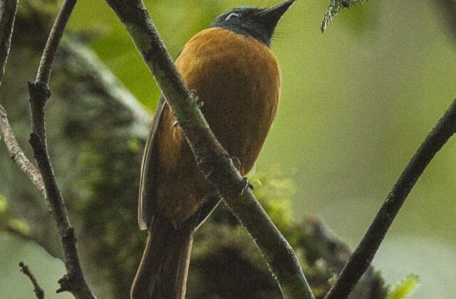 Blue-fronted Blue Flycatcher