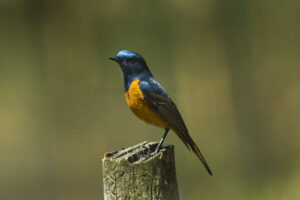 Blue-fronted Robin