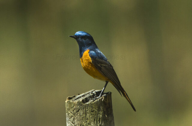 Blue-fronted Robin