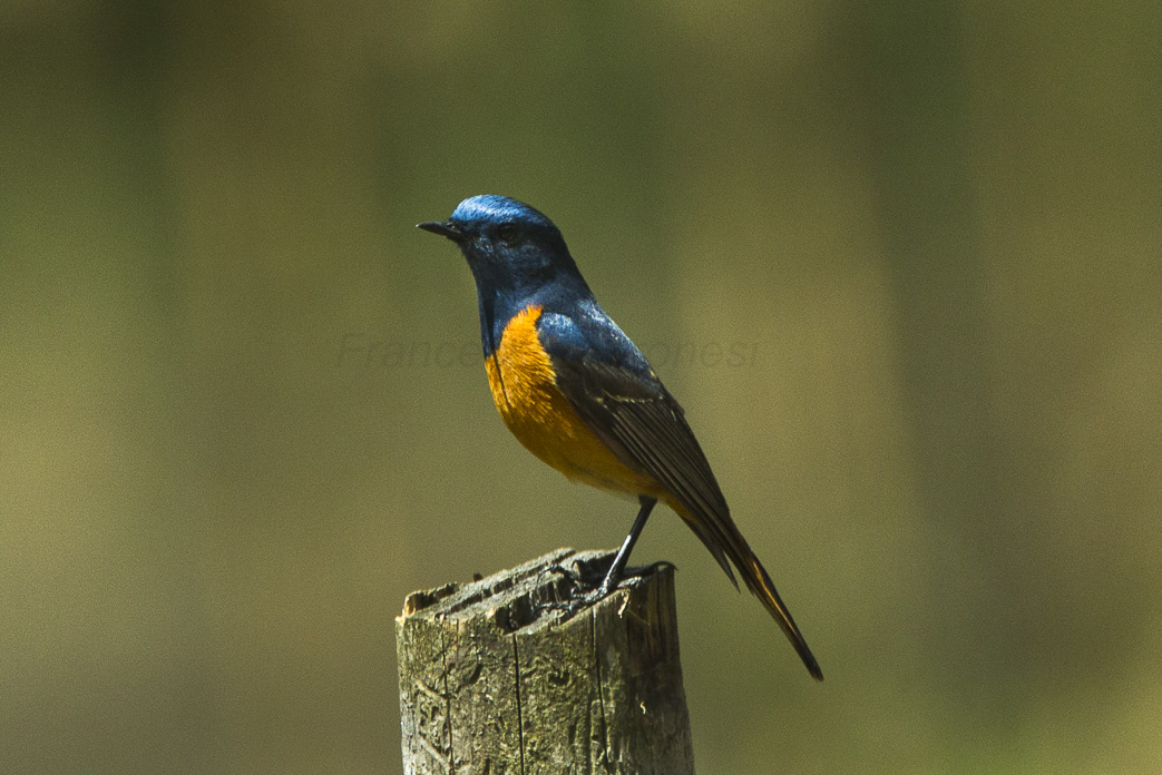 Blue-fronted Robin