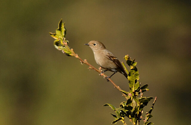 Blue-fronted Redstart
