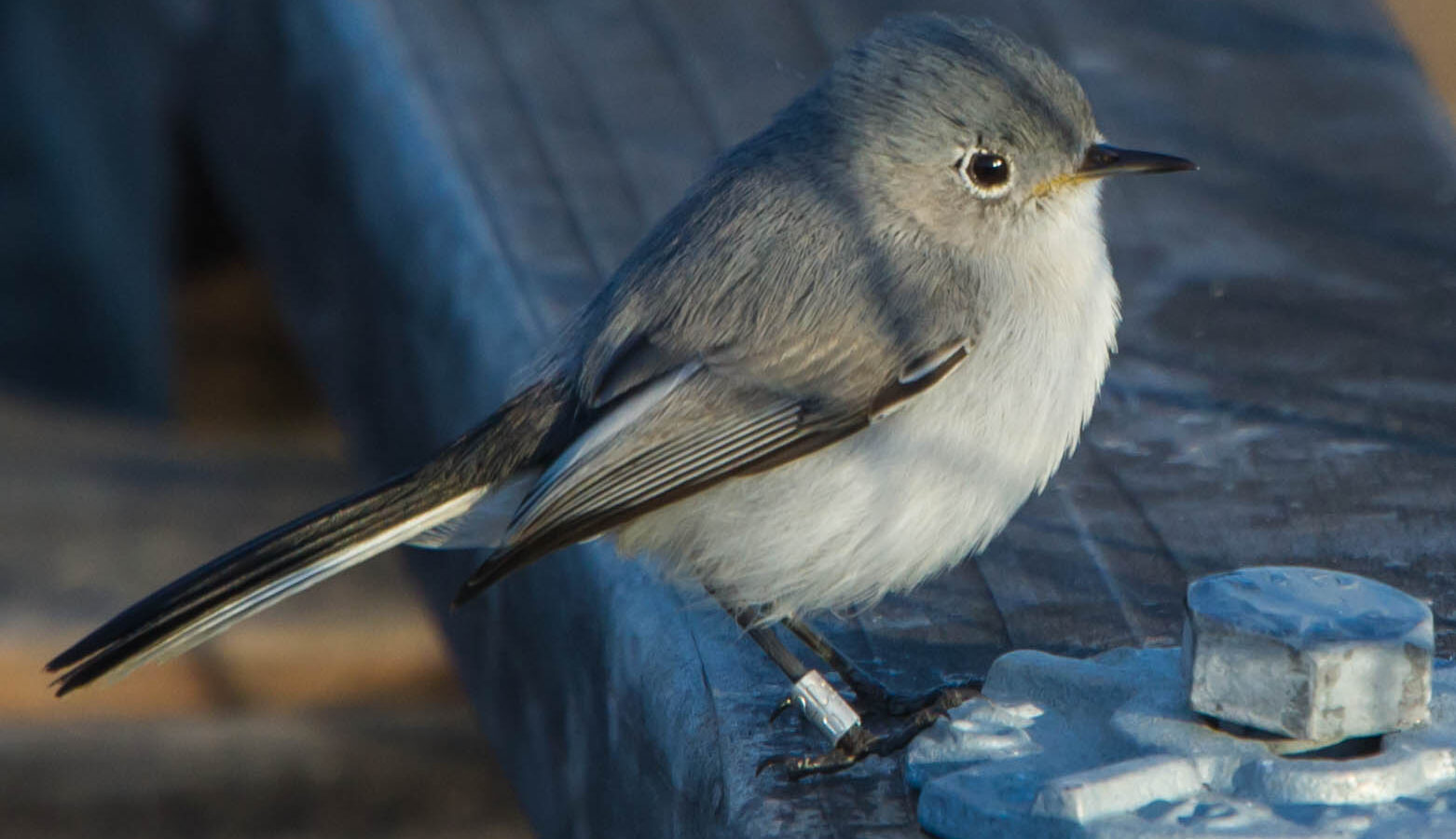 Blue-grey Gnatcatcher
