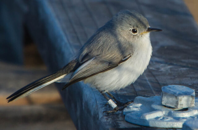 Blue-grey Gnatcatcher