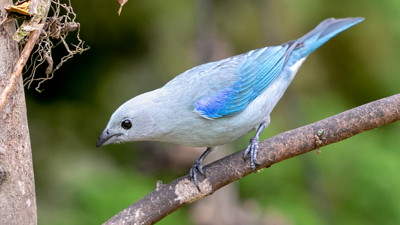Blue-grey Tanager