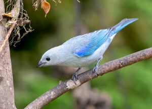 Blue-grey Tanager