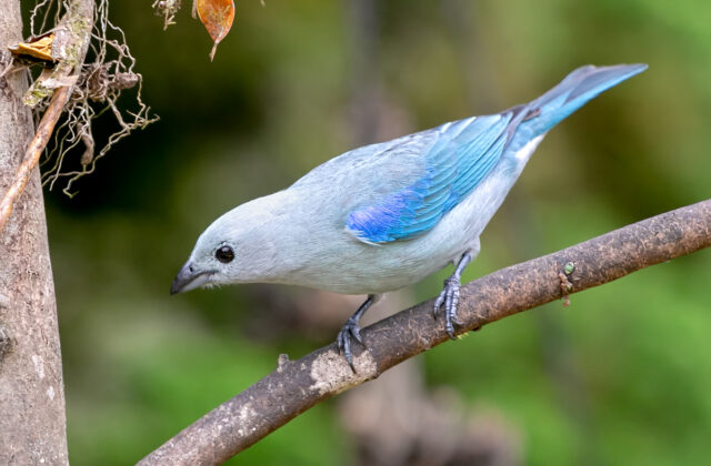 Blue-grey Tanager