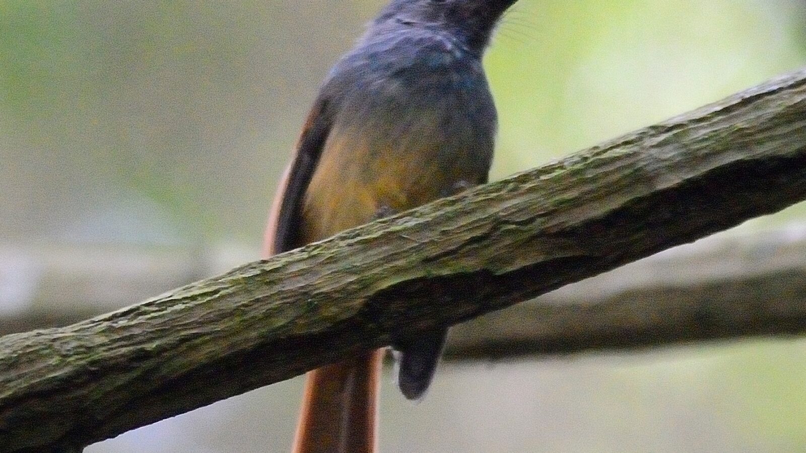 Blue-headed Fantail