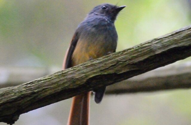 Blue-headed Fantail
