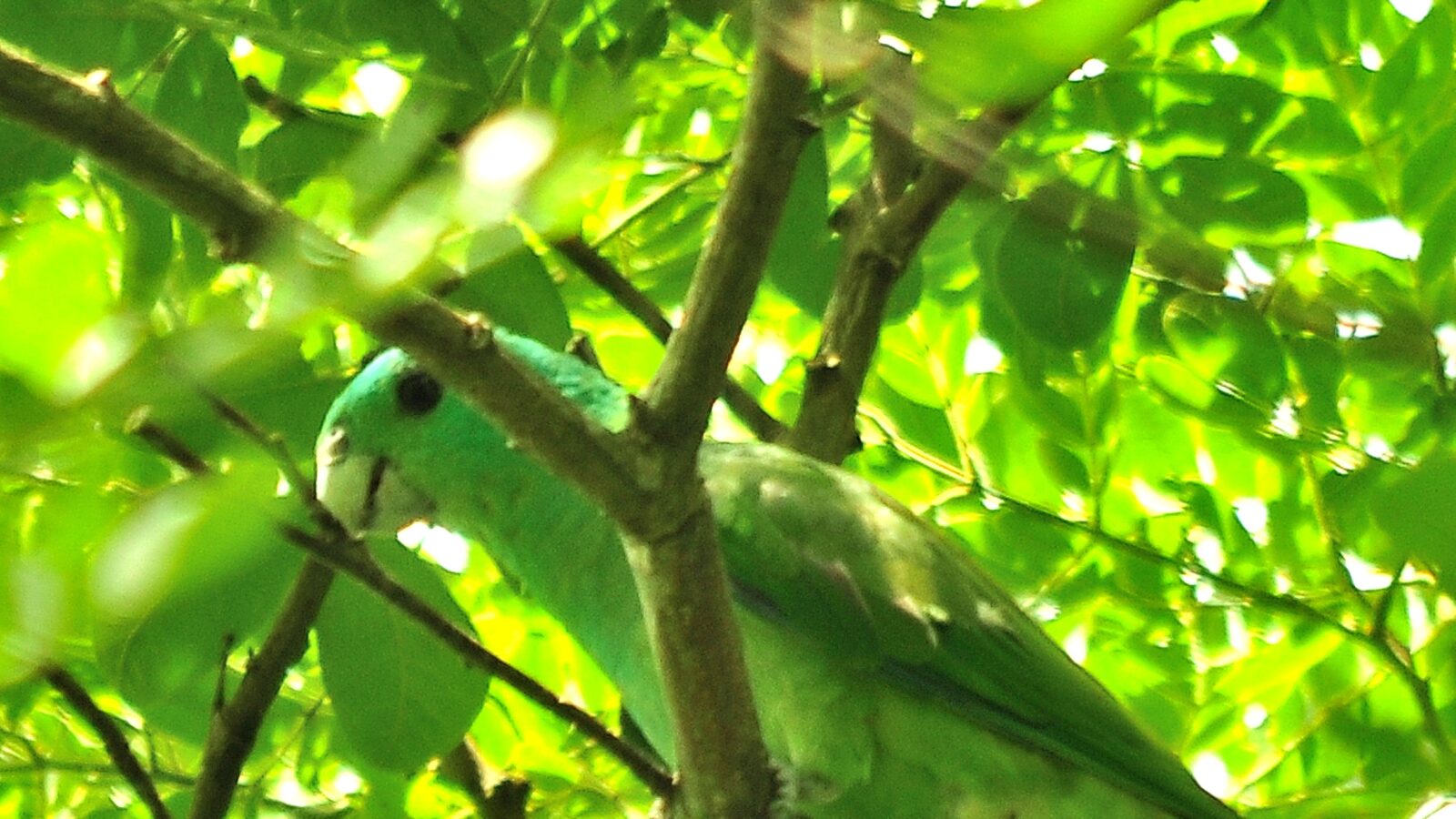Blue-headed Racket-tail