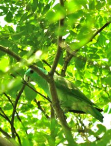 Blue-headed Racket-tail