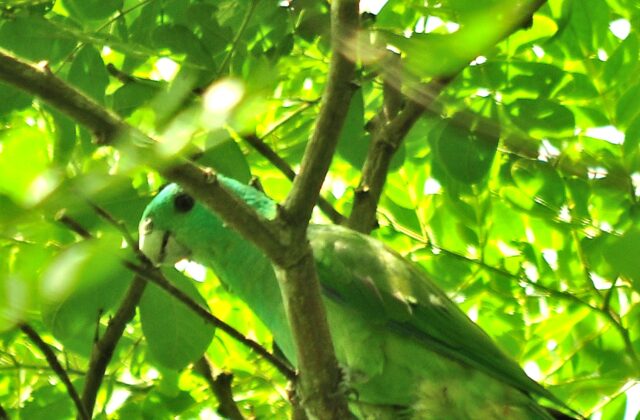 Blue-headed Racket-tail