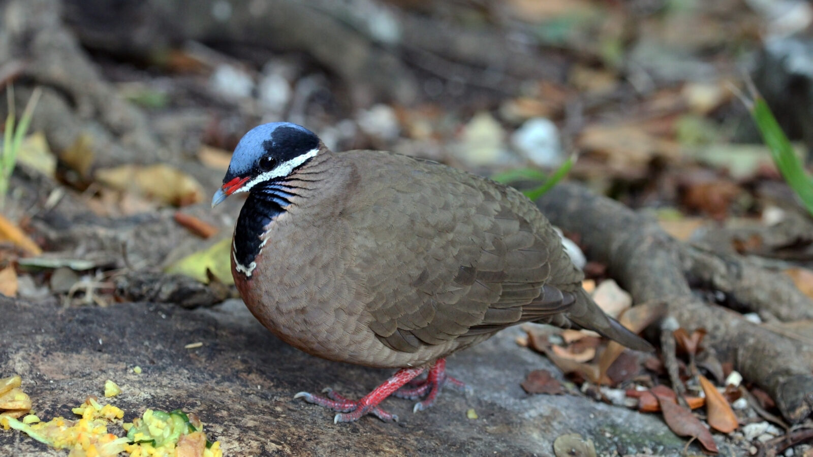 Blue-headed Quail-Dove