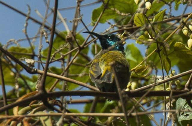 Blue-headed Sunbird