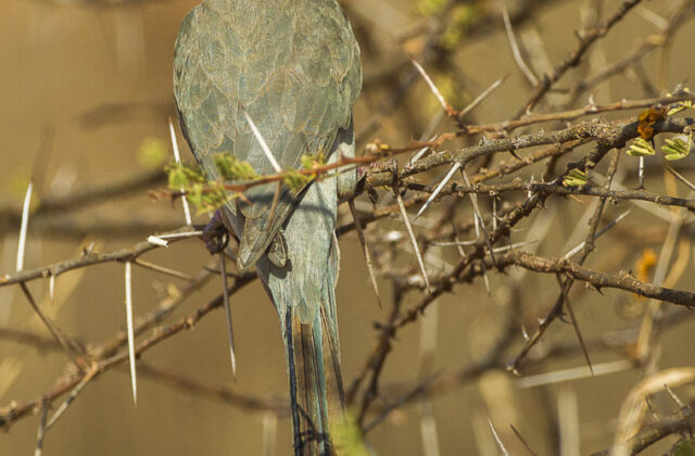 Blue-naped Mousebird