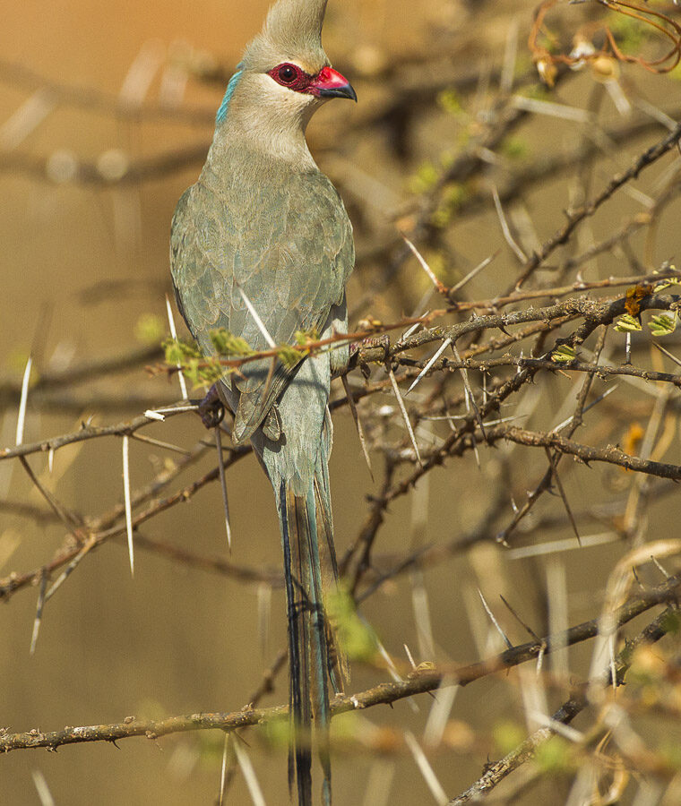 Blue-naped Mousebird