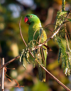 Blue-naped Parrot