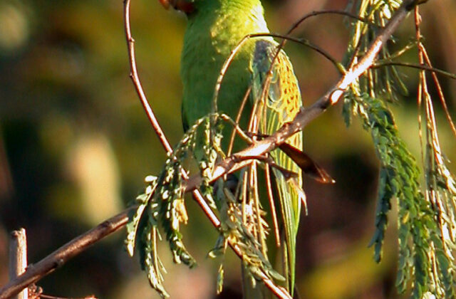 Blue-naped Parrot