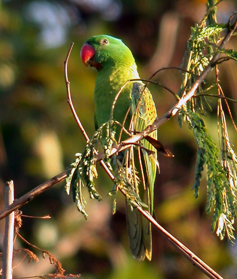 Blue-naped Parrot