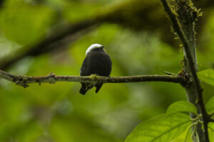 Blue-rumped Manakin
