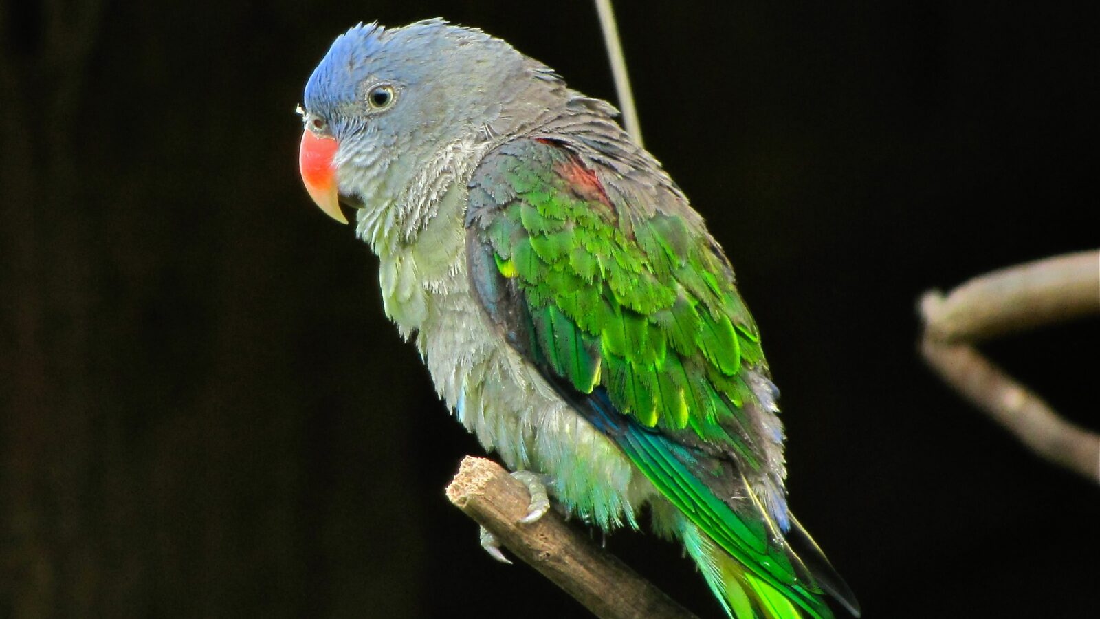Blue-rumped Parrot