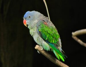 Blue-rumped Parrot