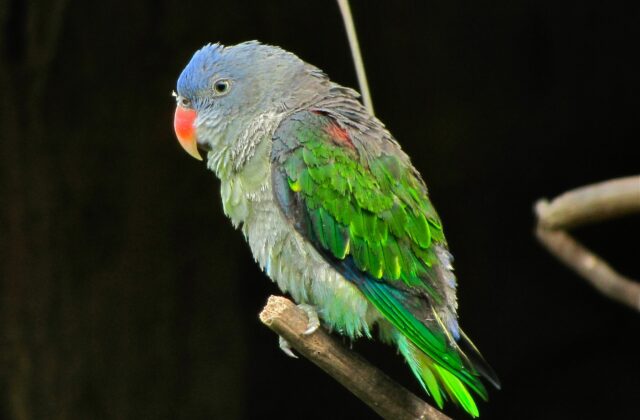Blue-rumped Parrot