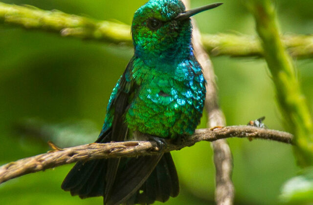 Blue-tailed Emerald