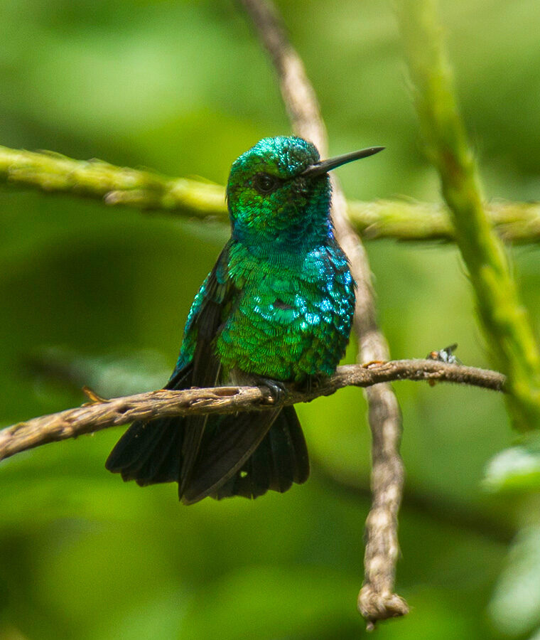 Blue-tailed Emerald